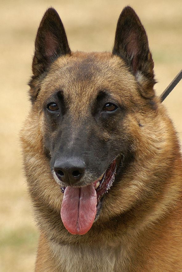 Malinois Males – Casyka.nl